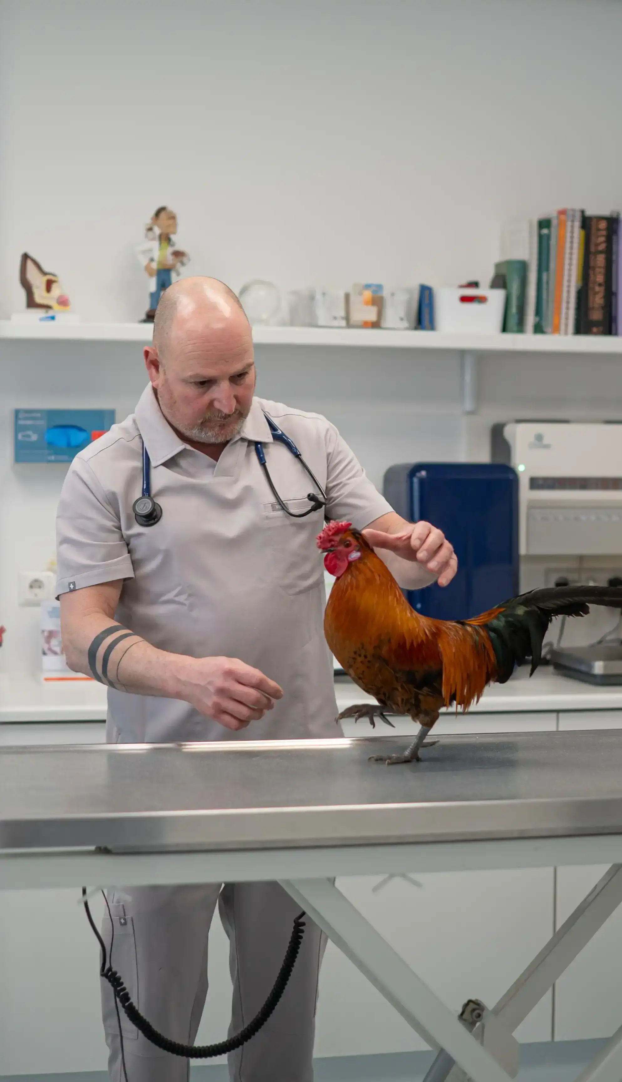 Haan bij de dierenarts